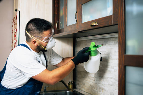 Best Affordable Pest Control Services  in San Ysidro, NM