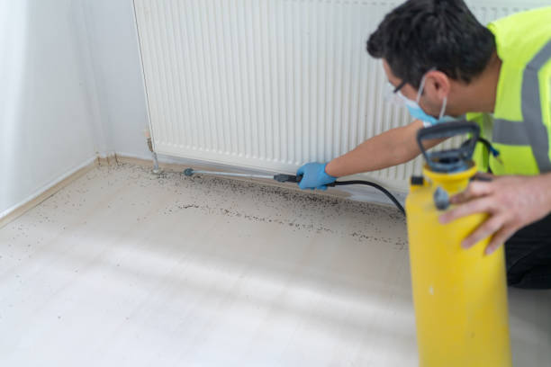 Reliable San Ysidro, NM Pest Control Solutions